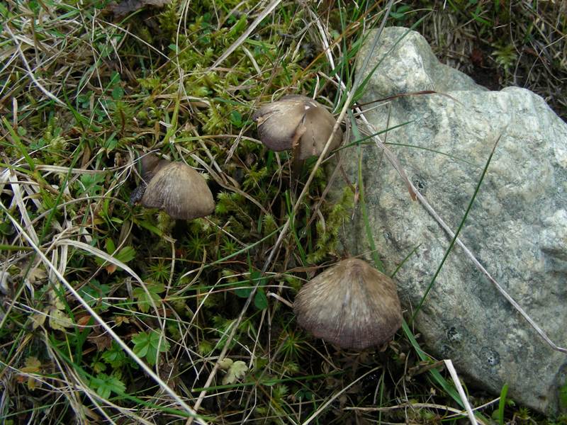 A caccia di Igrofori nei pascoli alpini